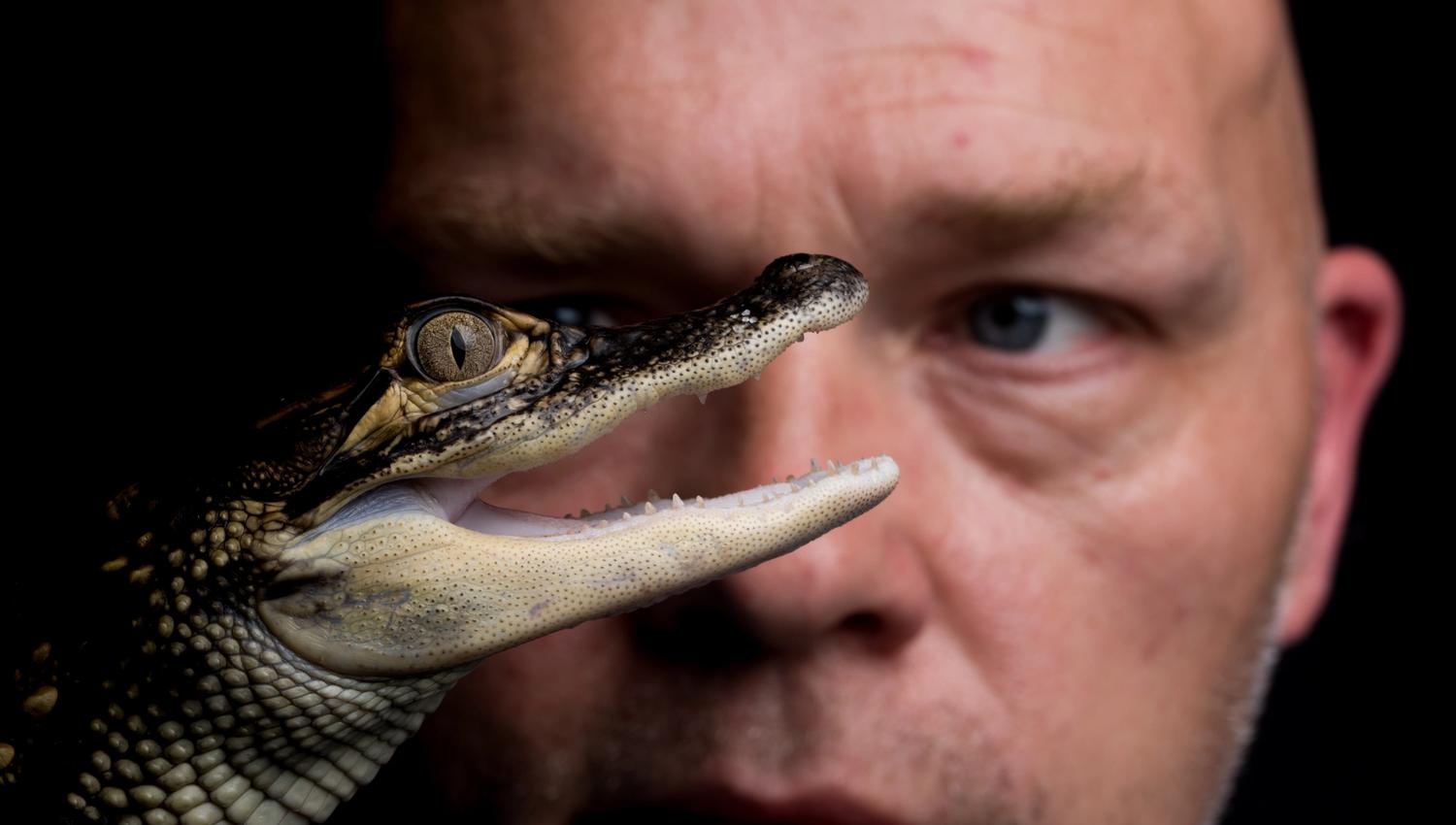 Se krokodillene på Akvariet!