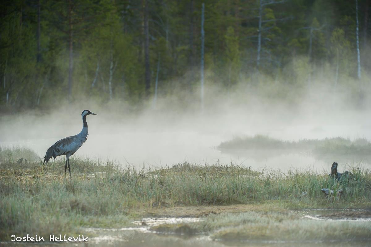 13235414_1014715781956846_449342235755959206_o