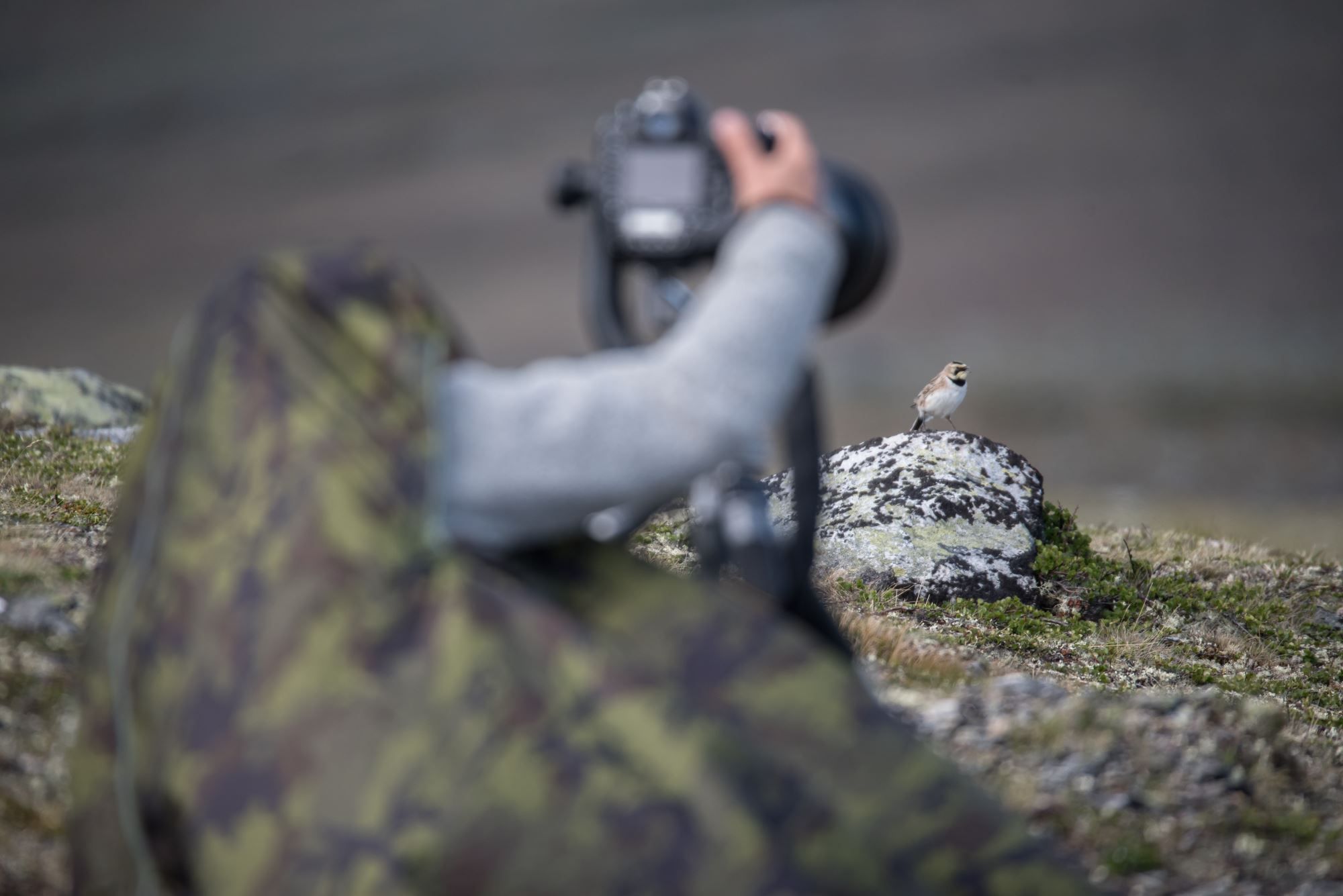 Bird watching with guide