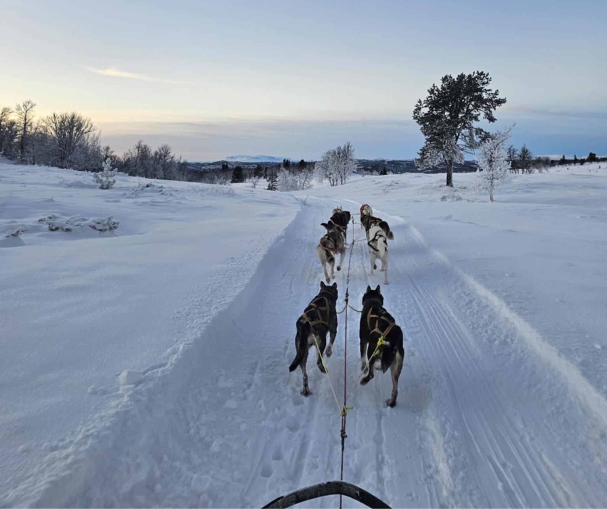 Hundekjøring på Langedrag Naturpark
