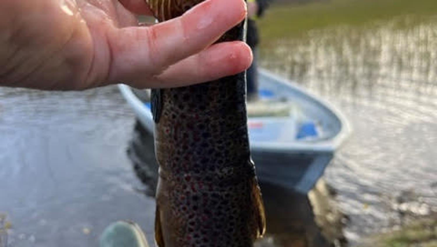 Fiske på Rauland