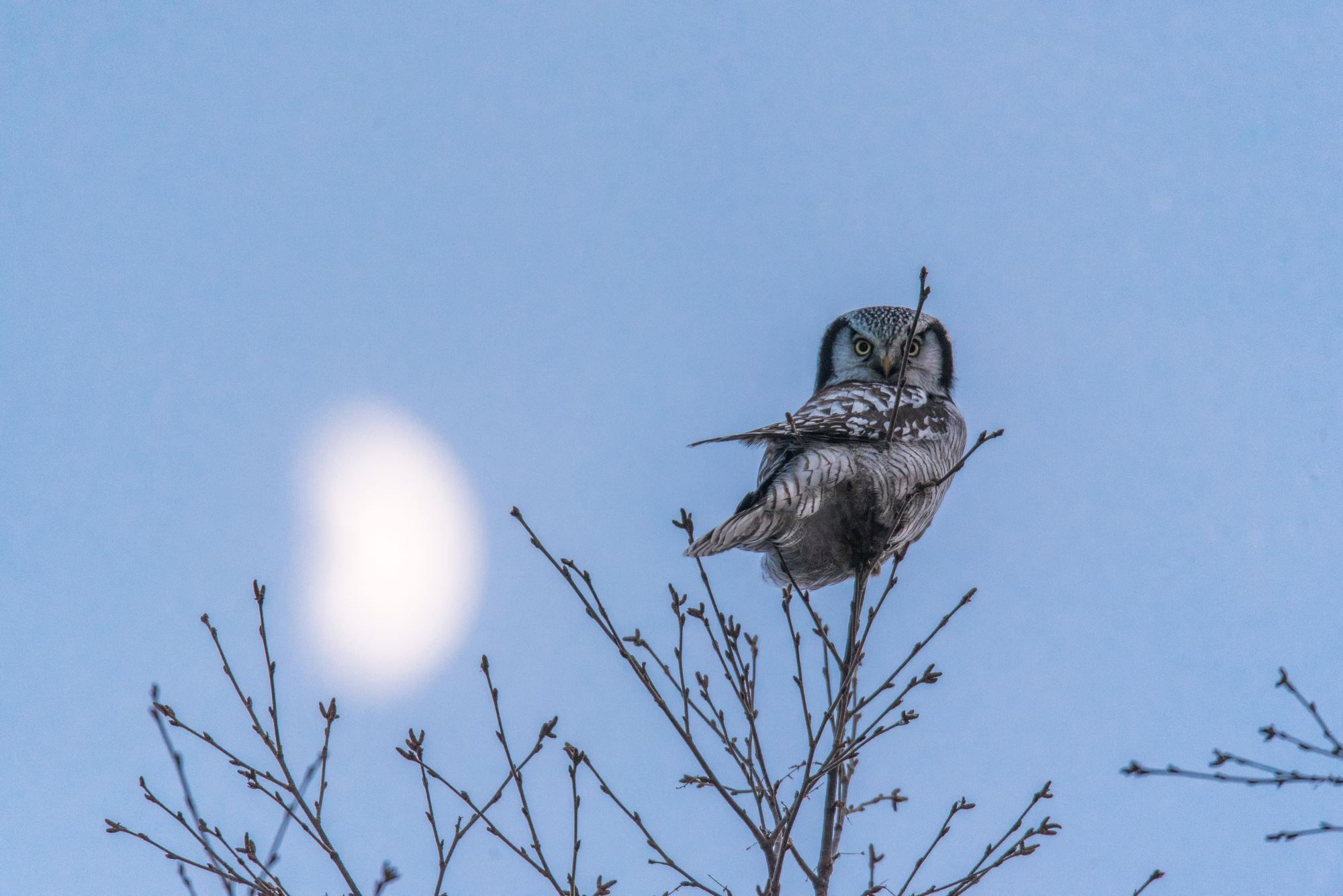 Bird watching with guide
