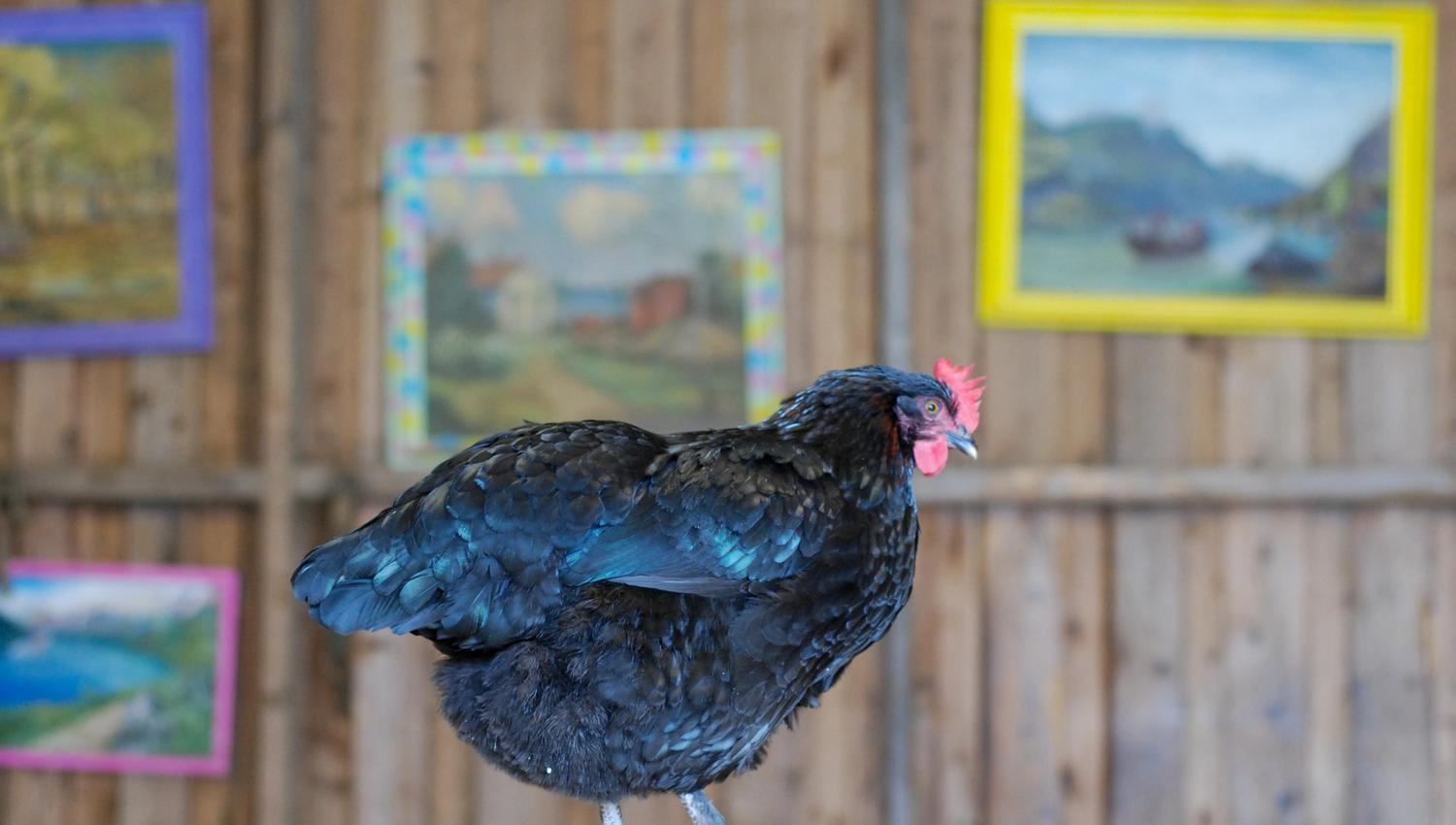 A black rooster