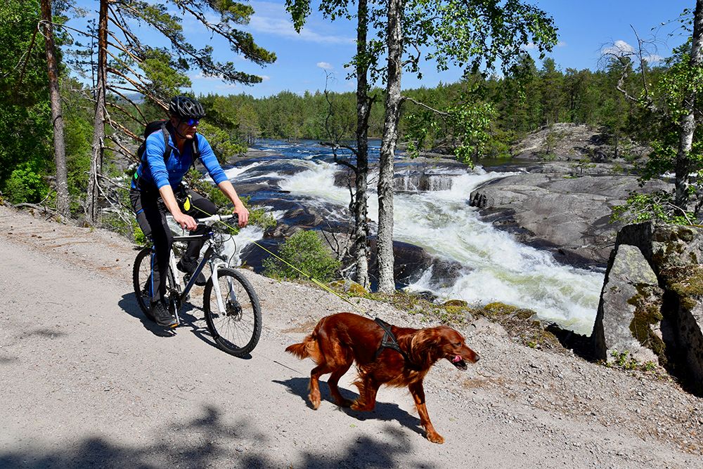 syklist med hund på sykkelveien "gamle Treungenbanen"