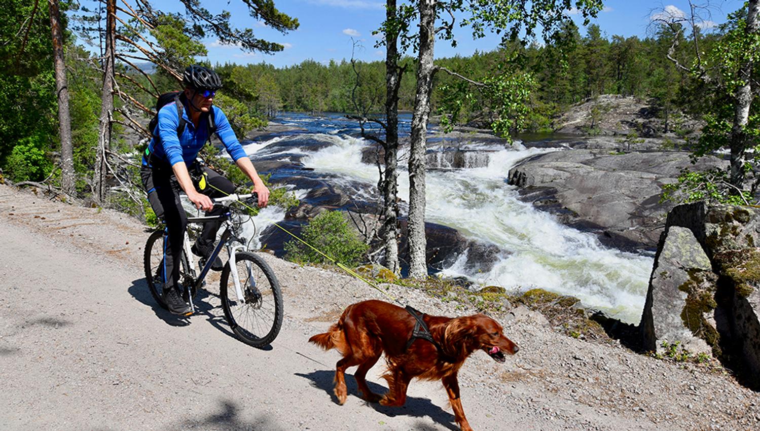 syklist med hund på sykkelveien "gamle Treungenbanen"