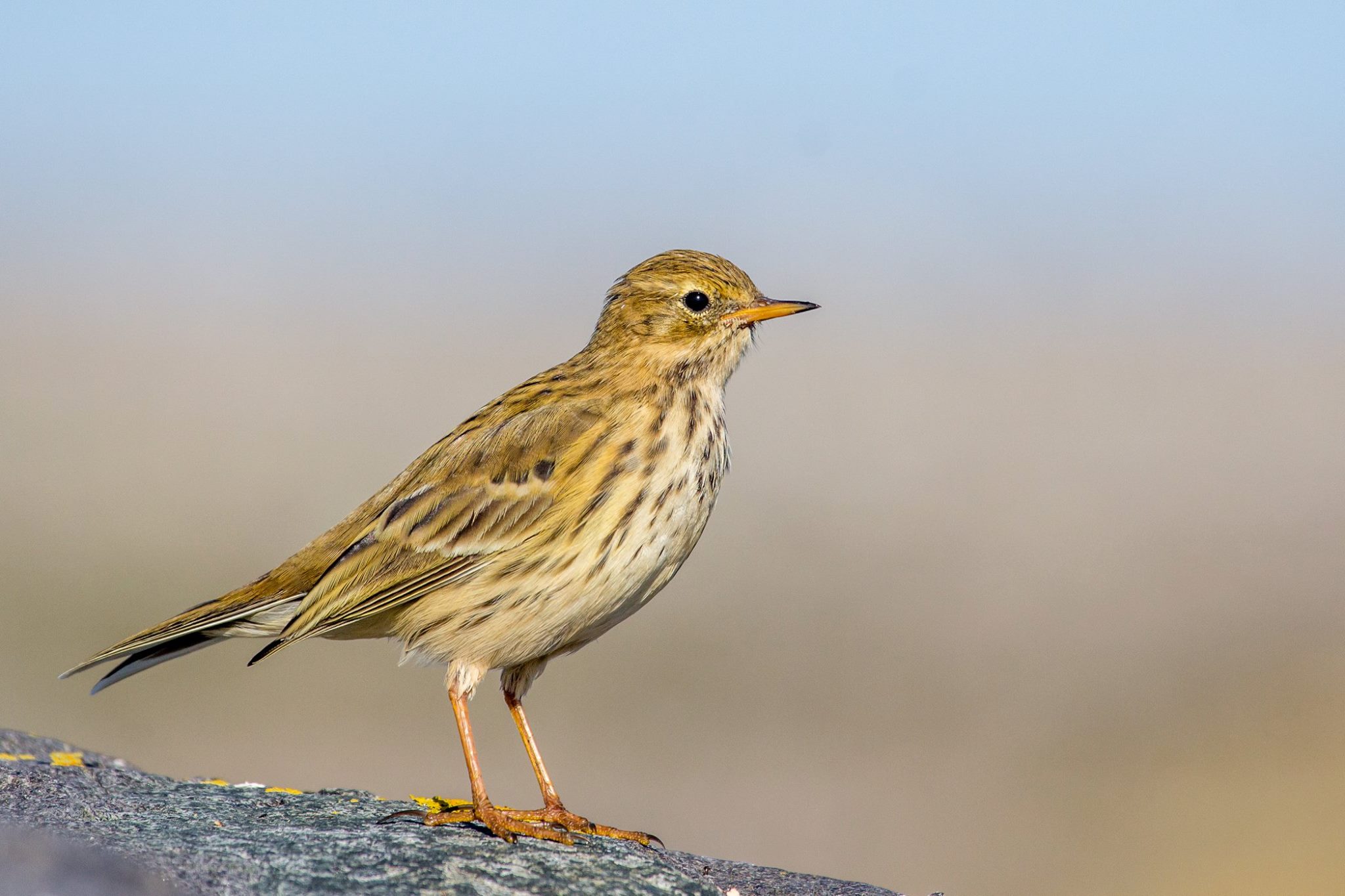 Jomfruland fuglestasjon Heipiplerke
