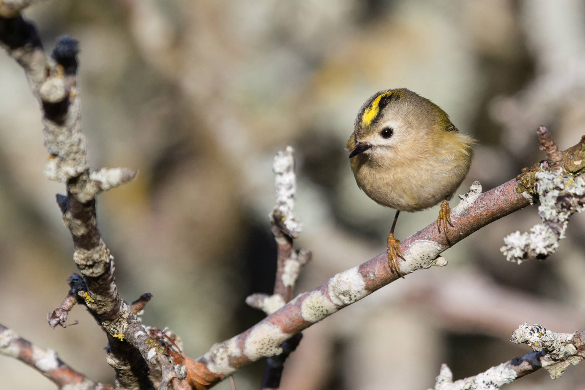 Jomfruland fuglestasjon Fuglekonge