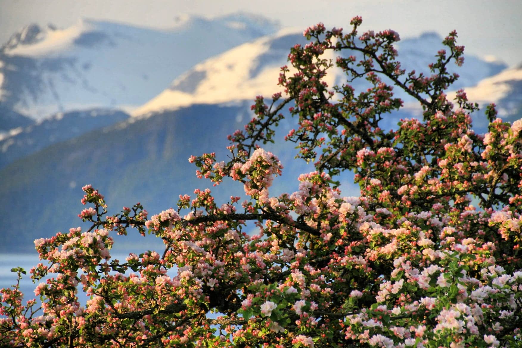 Epletrær i blomst med Trollheimen i bakgrunn