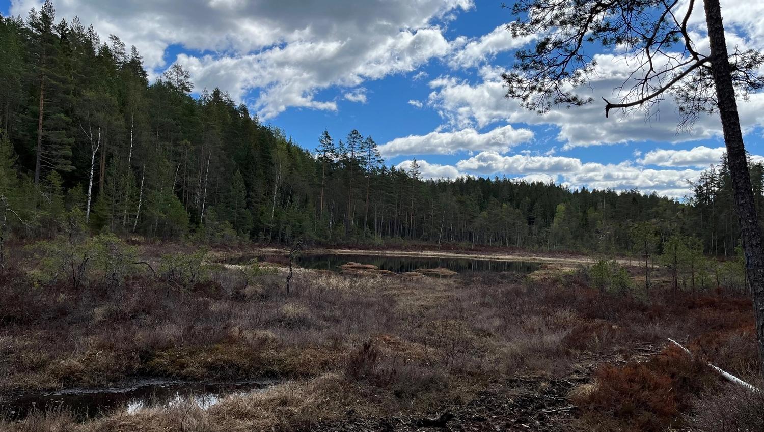 skog holt