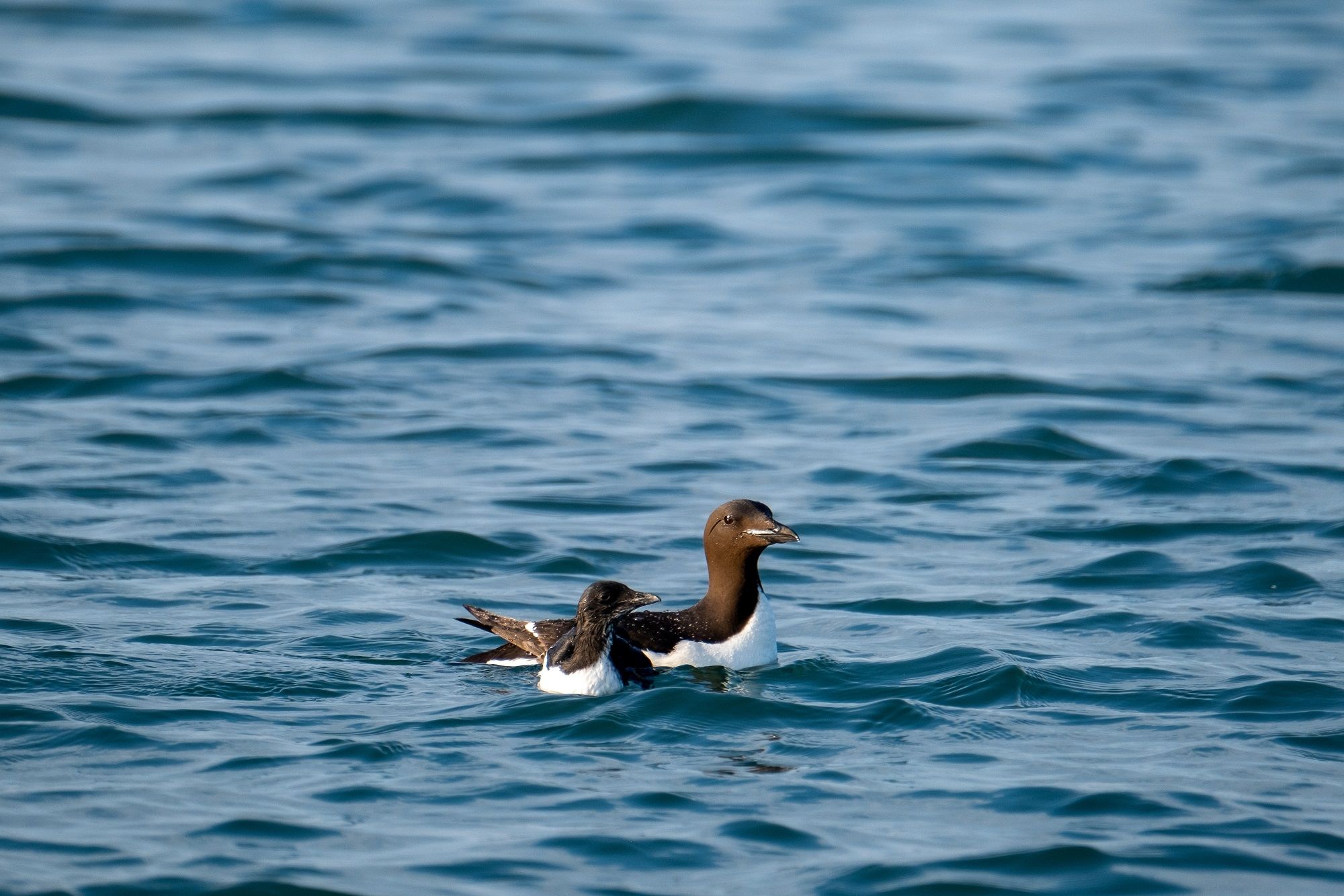 Two birds swimming in a fjord