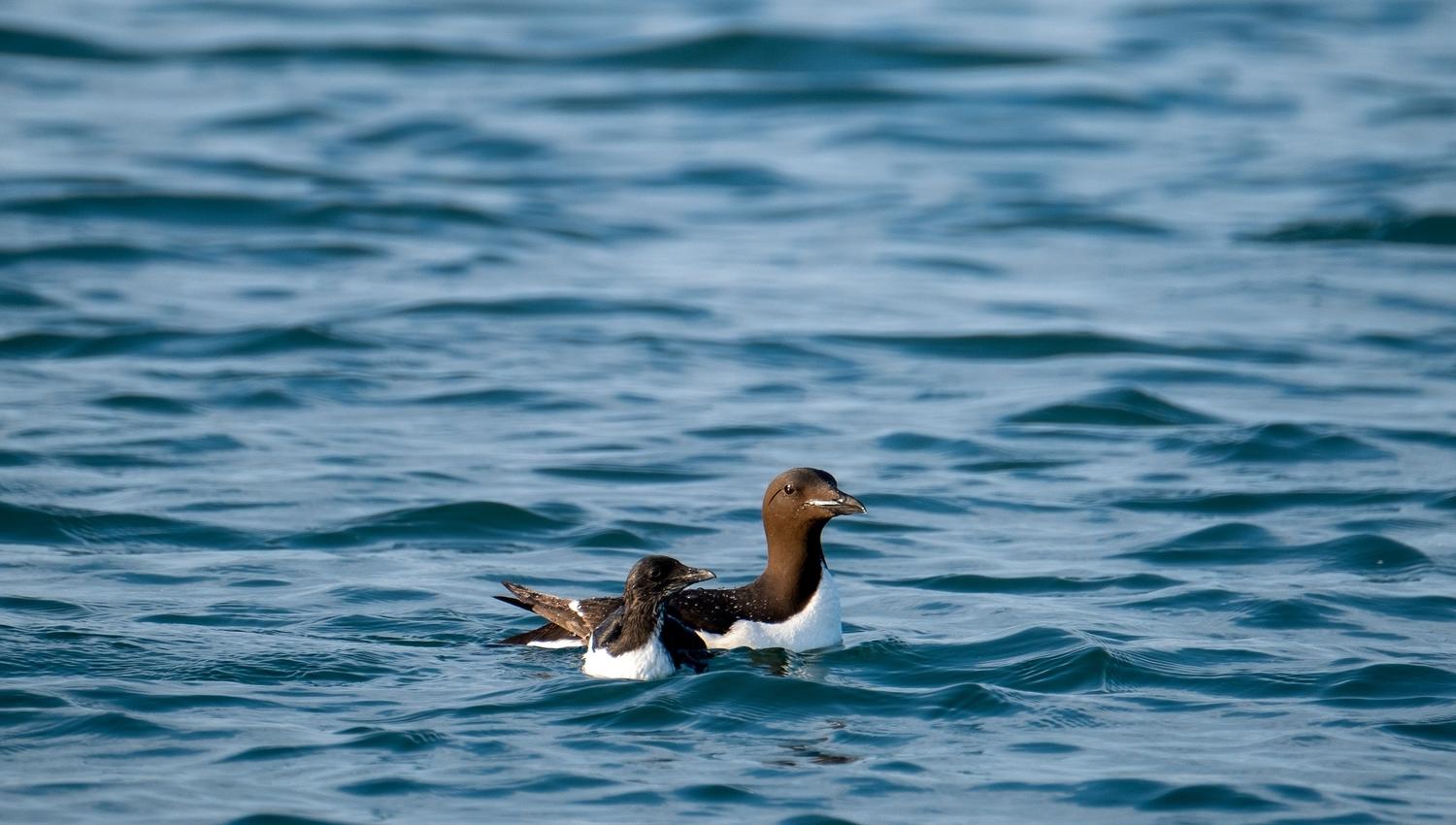 Two birds swimming in a fjord