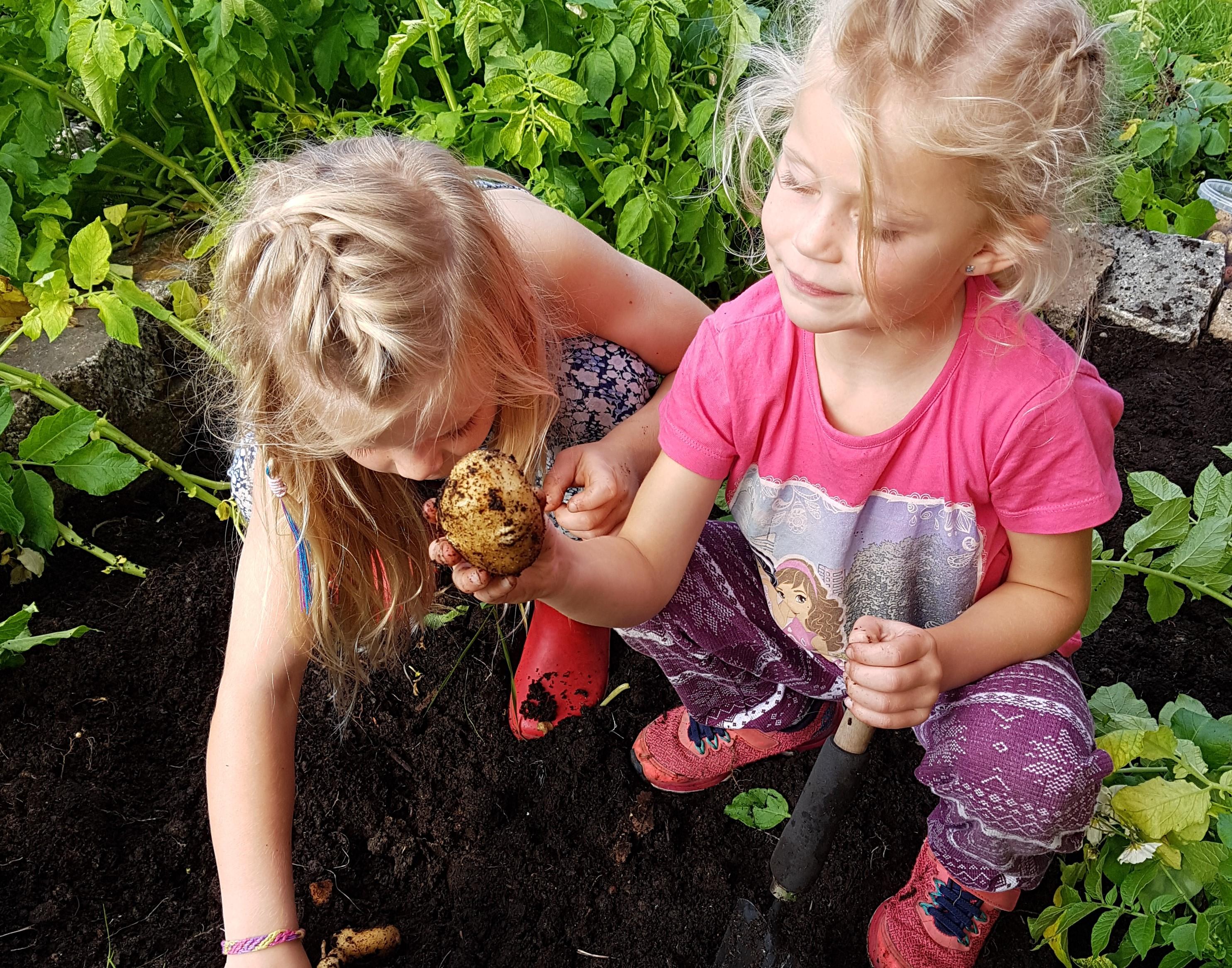 2 piker i potetåker