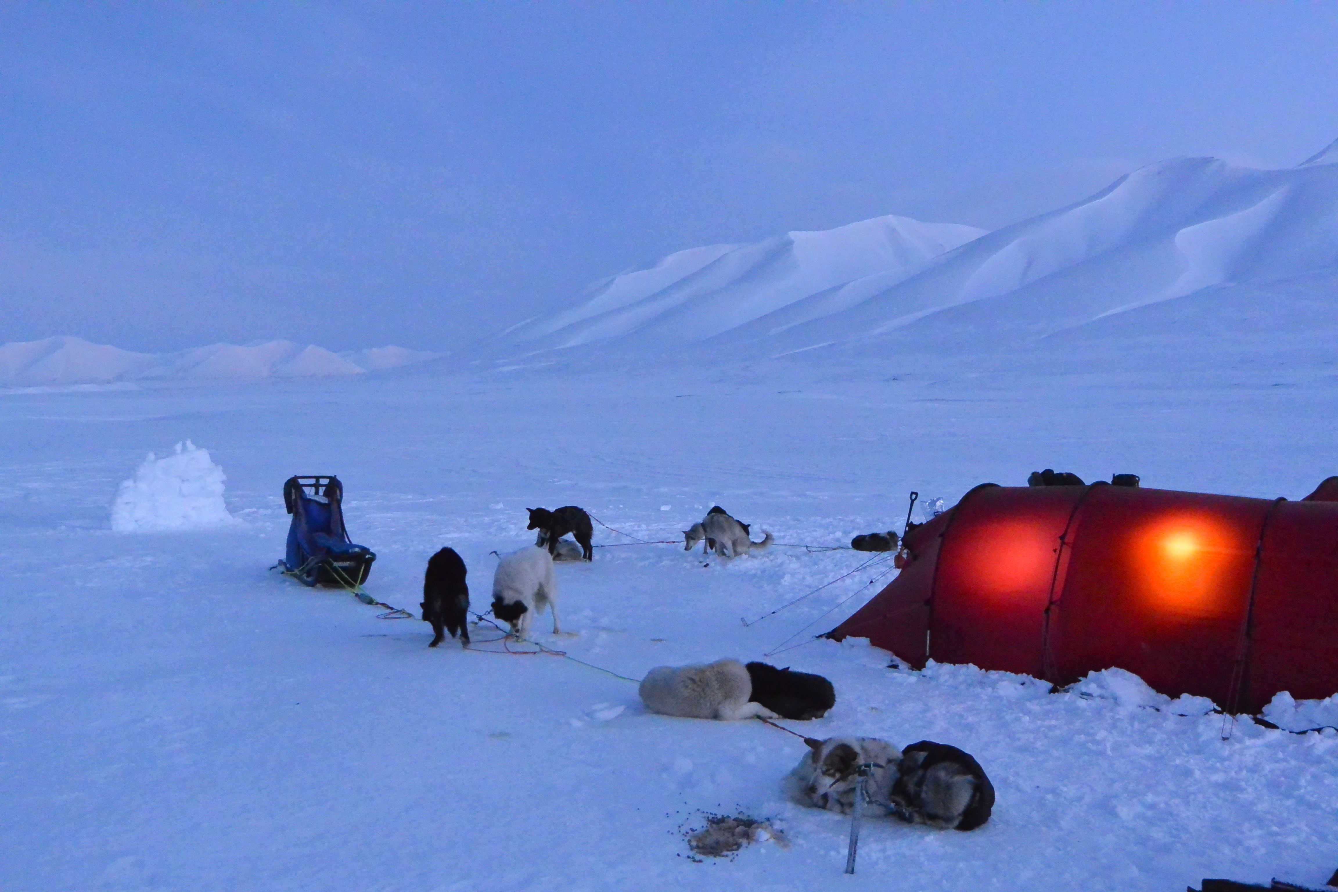Tent-camp with dogs