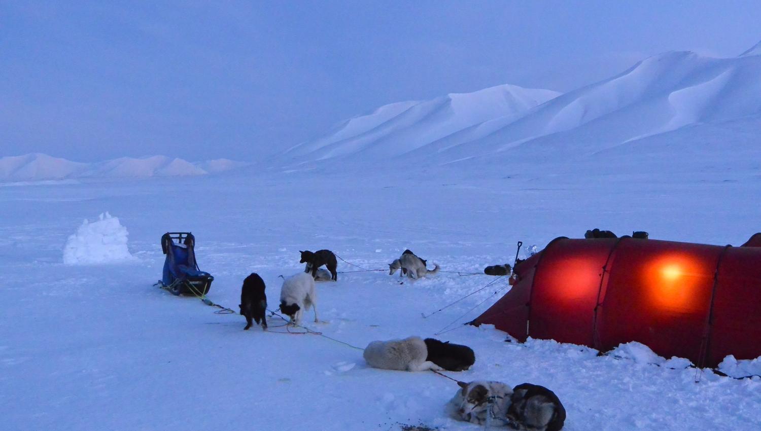 Tent-camp with dogs