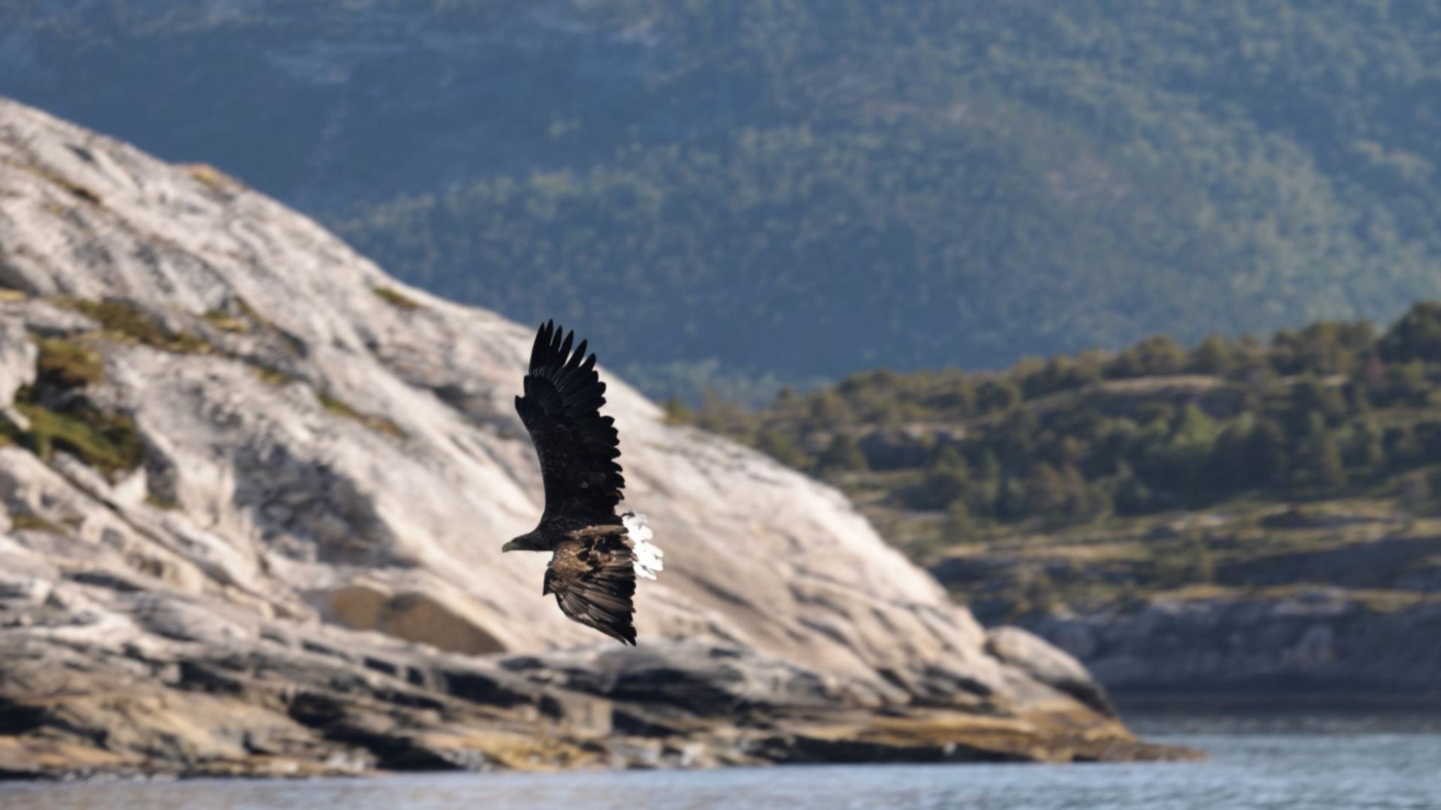 Sea eagle safari to Saltstraumen by RIB - Rampen
