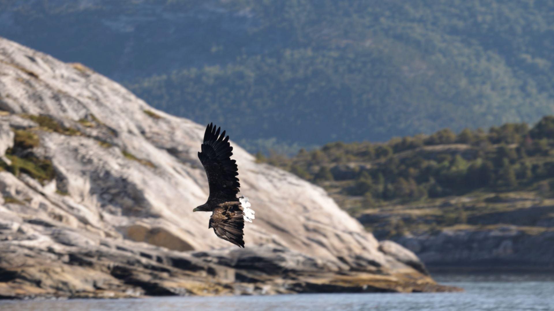 Sea eagle safari to Saltstraumen by RIB - Rampen