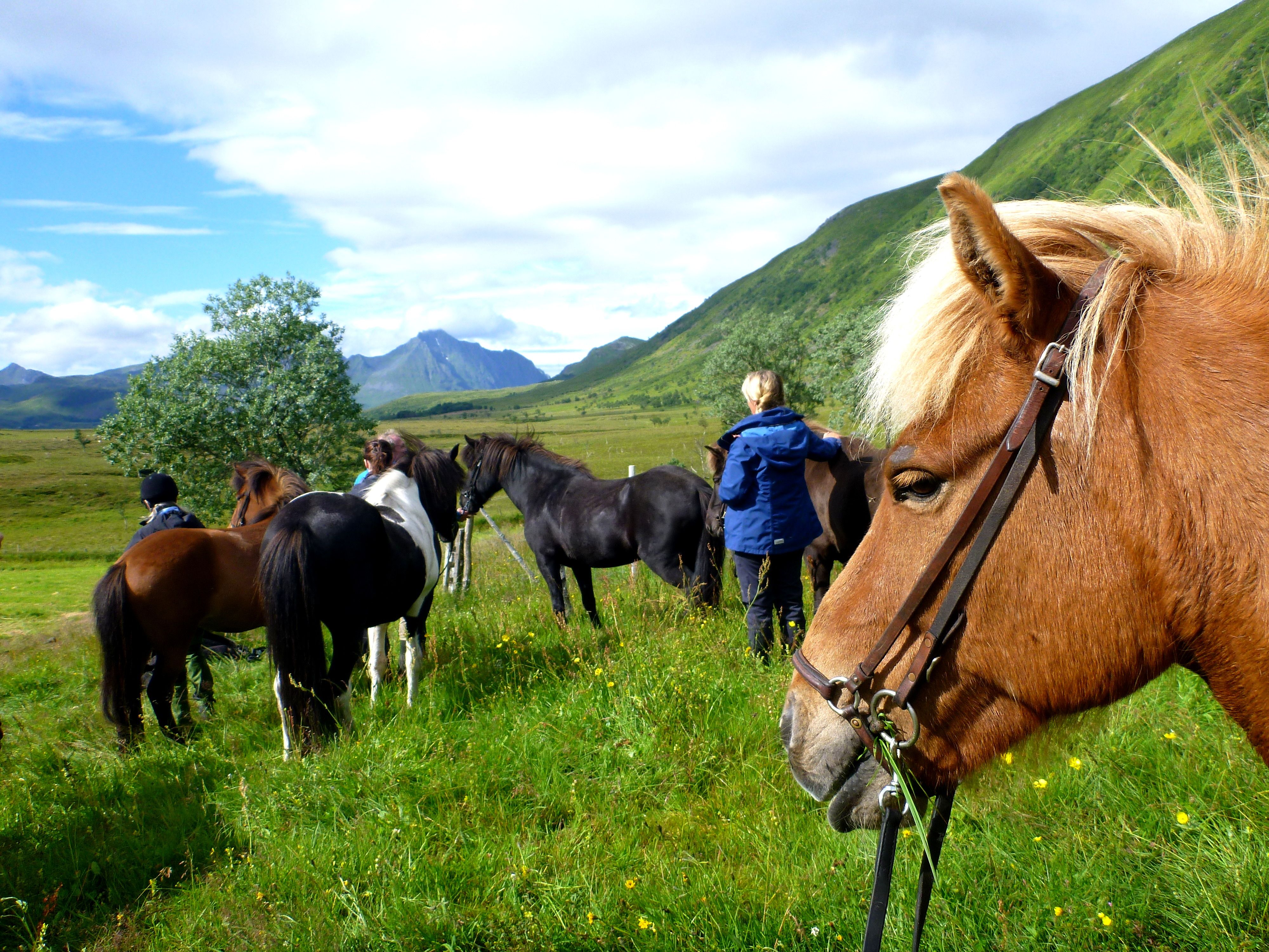 På tur med hestene