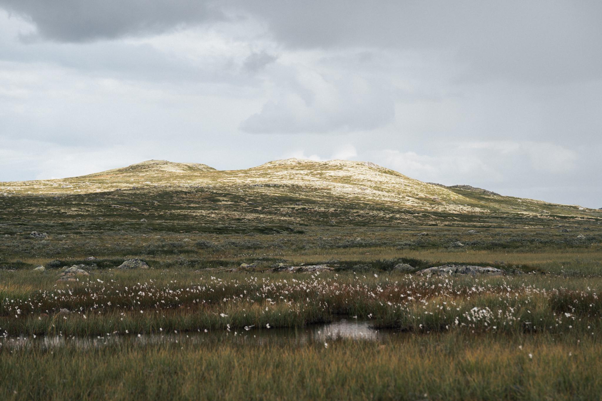 Hardangervidda x Yrjan Olsnes 2021-08315
