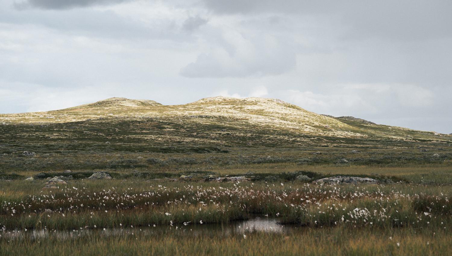 Hardangervidda x Yrjan Olsnes 2021-08315