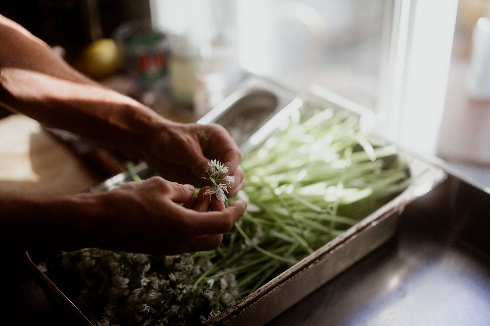 Chefs picking wild herbs at Hotel Sundal – highlighting local flavour and seasonal ingredients.