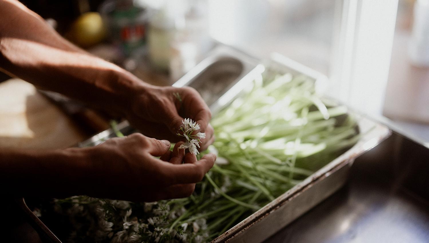 Chefs picking wild herbs at Hotel Sundal – highlighting local flavour and seasonal ingredients.