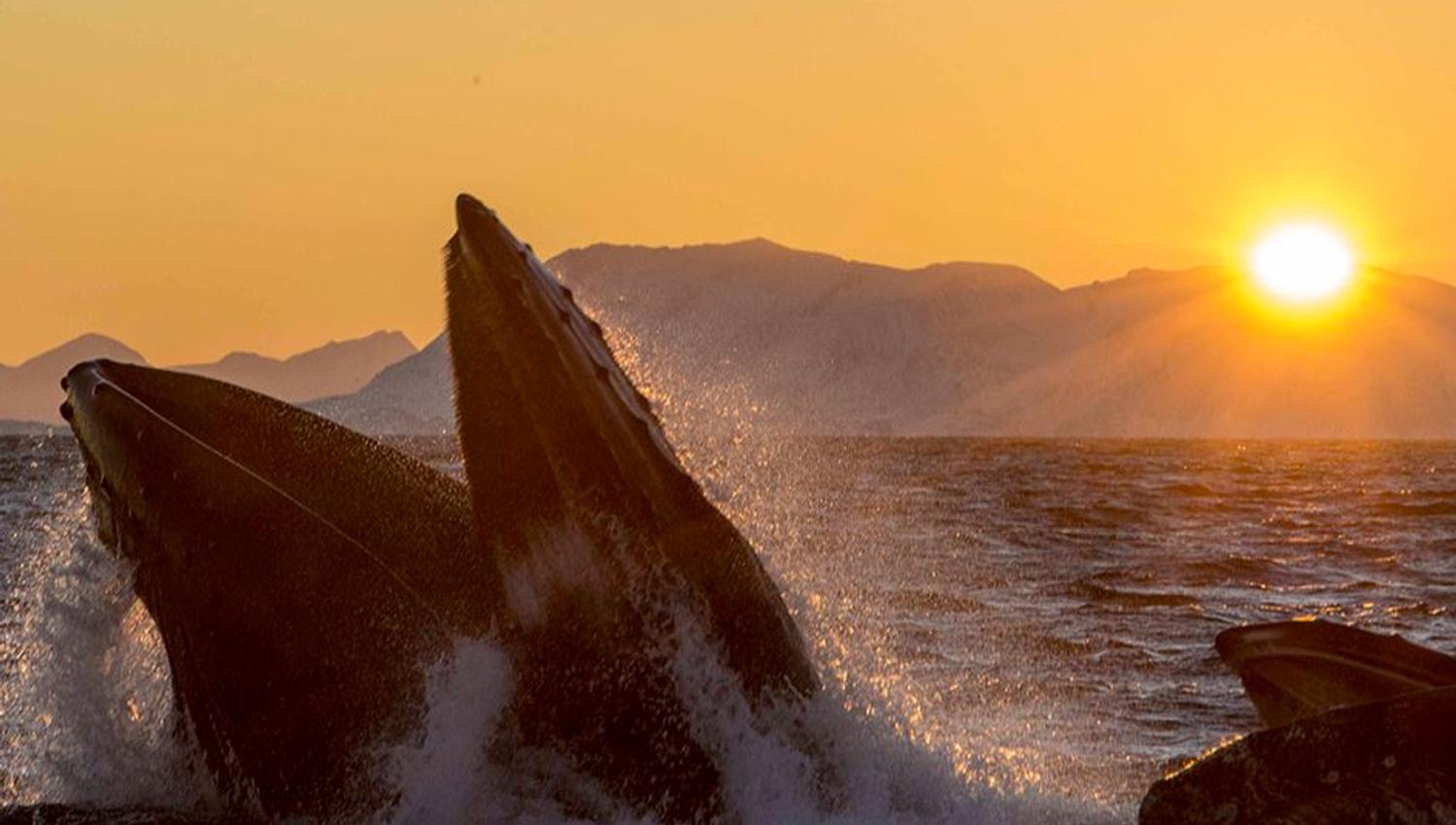 Humpback whale surfaces near Skjervøy island