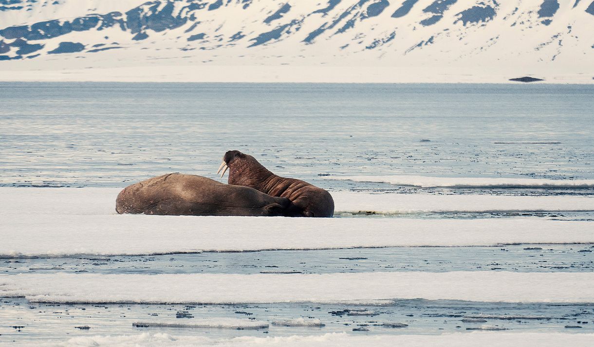Two walruses relaxing on a sheet of ice on a fjord