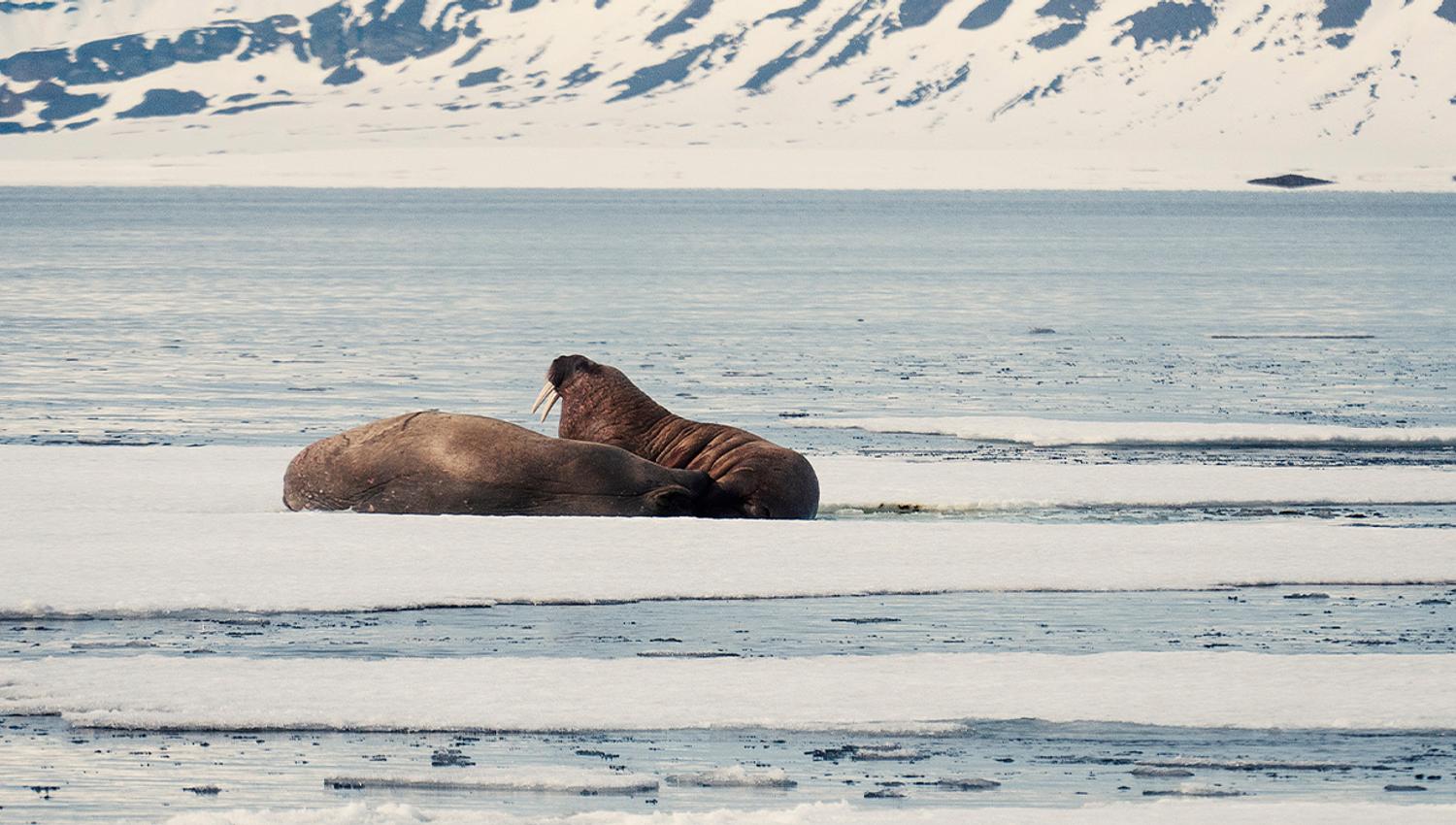 Two walruses relaxing on a sheet of ice on a fjord