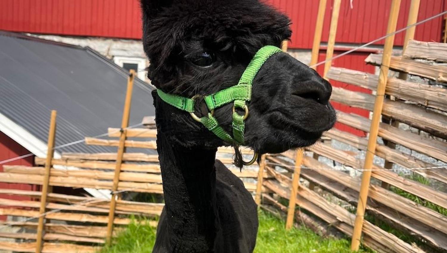 Nærbilete av ei svart alpakka med grøn grime og øyremerke, framfor raud låve og tregjerde i sol..