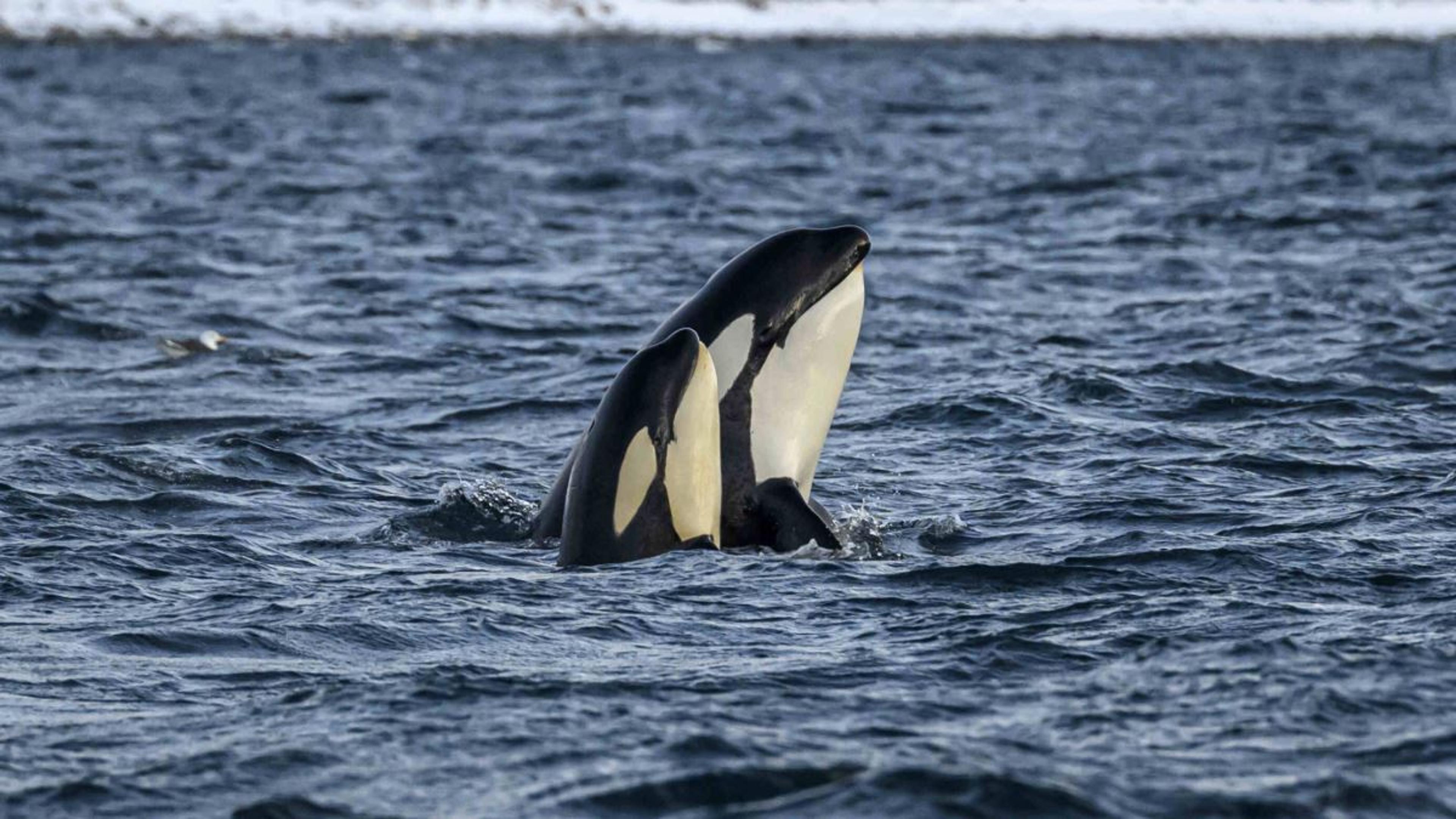 Personal Whale Safari from Tromsø