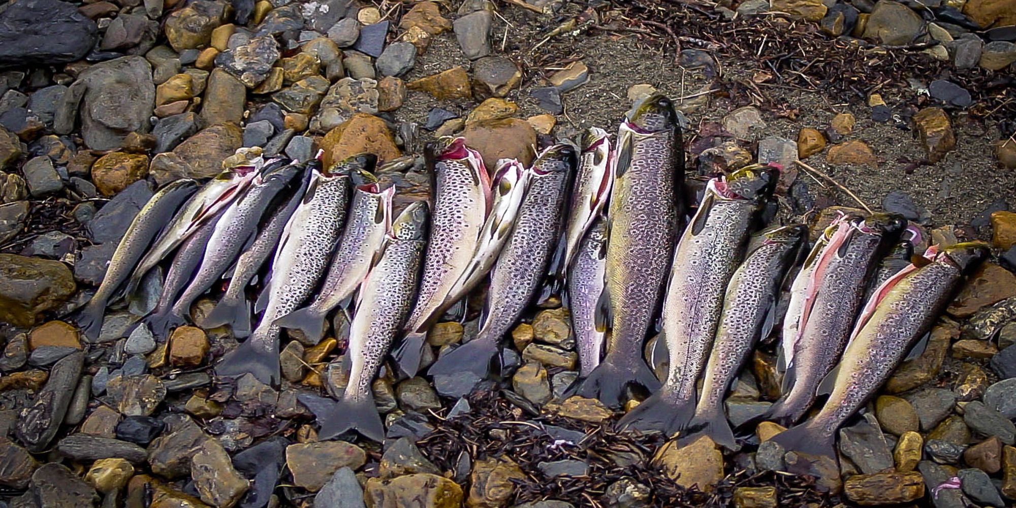 Mountain trout caught in Lake Åsvatnet