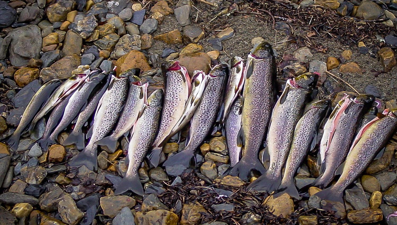Mountain trout caught in Lake Åsvatnet