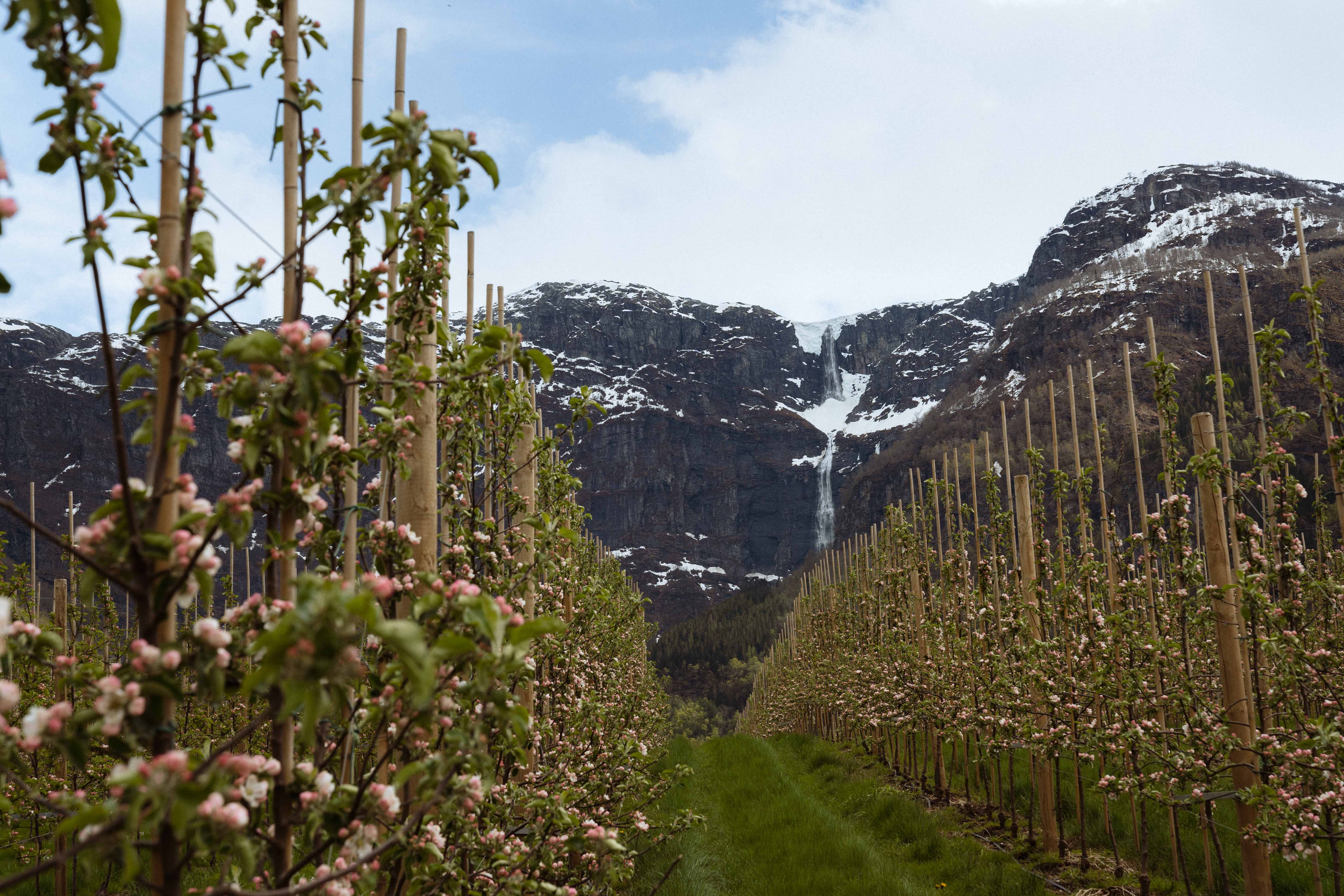 Fruktstien i Hardanger med epleblomstring, snødekte fjell og fossefall.
