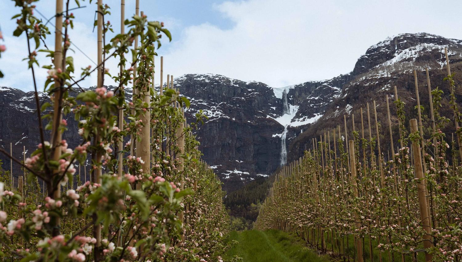 Fruktstien i Hardanger med epleblomstring, snødekte fjell og fossefall.