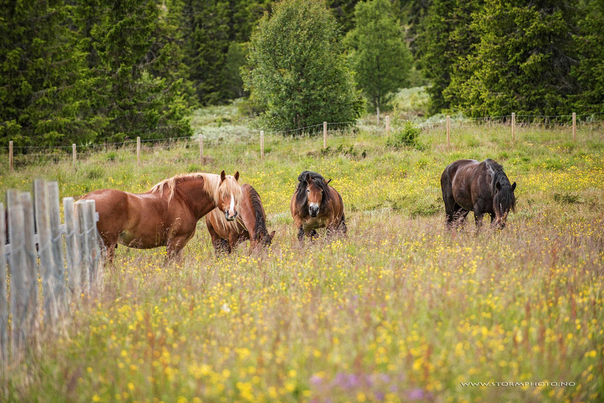 four horses graze in long grass