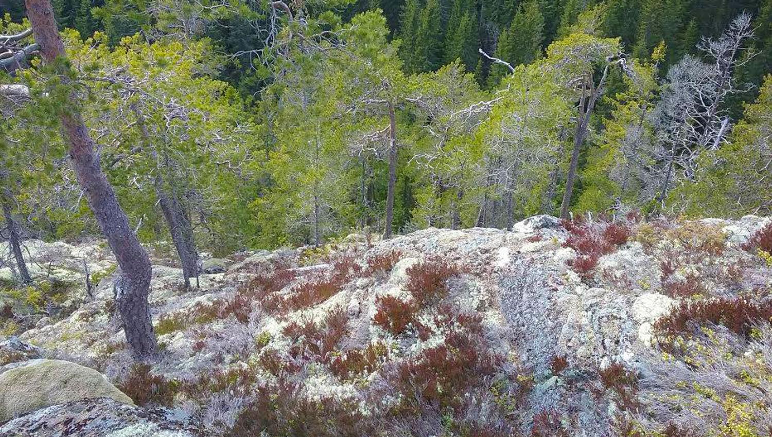 Ramnejuv