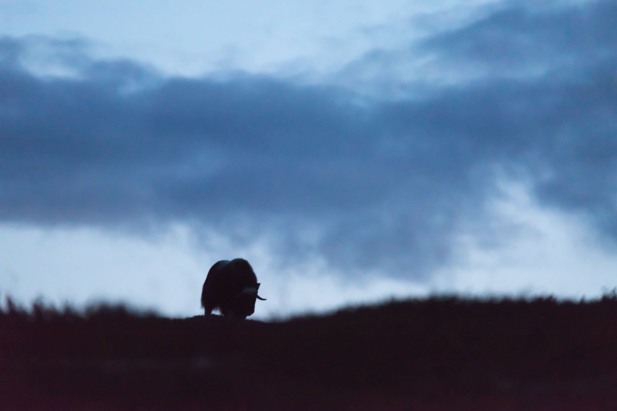 Moskussafari m/personlig guide, 2 dager