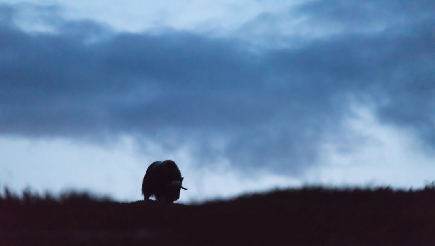 Moskussafari m/personlig guide, 2 dager