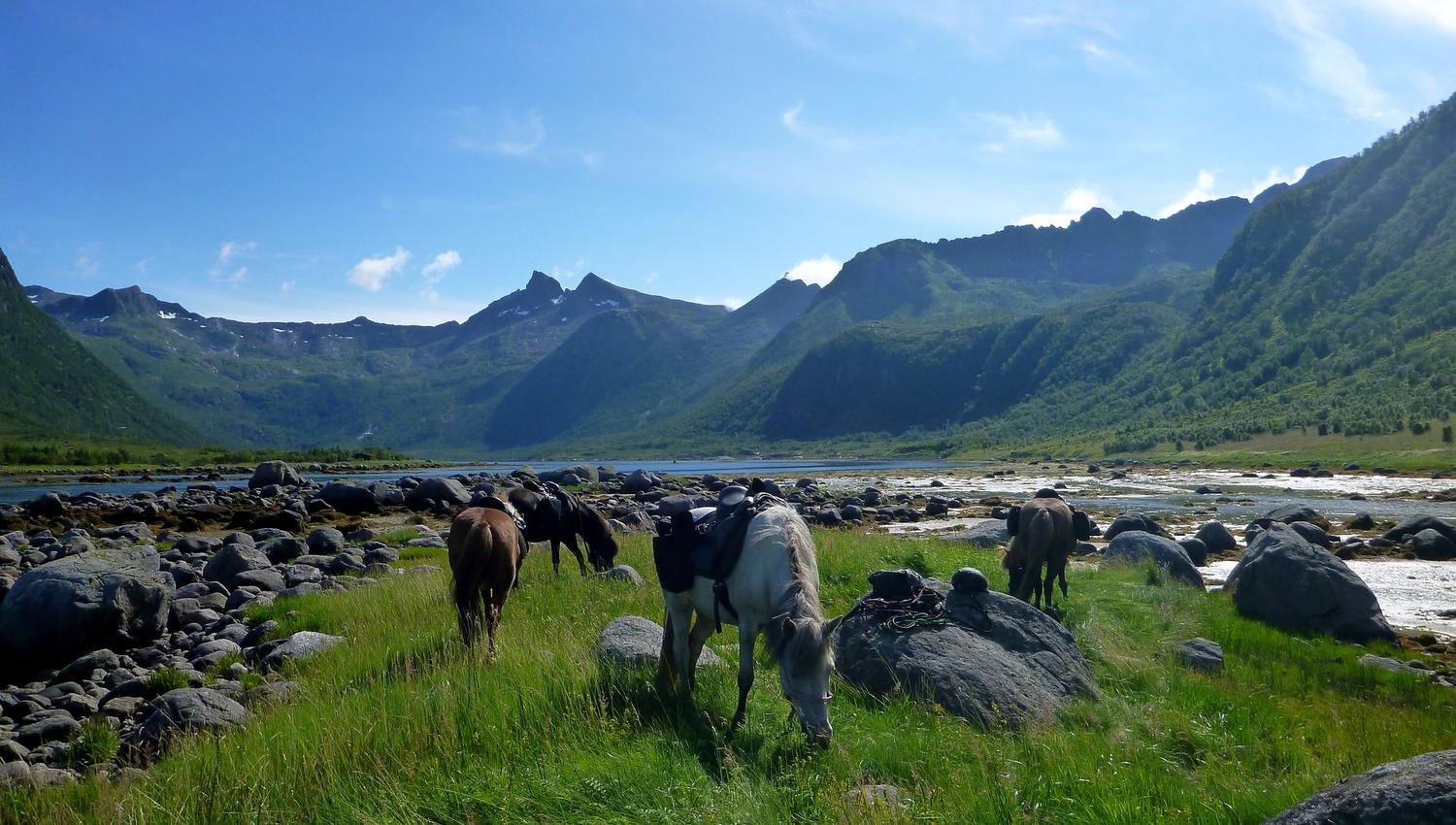 Hester i vakkert landskap