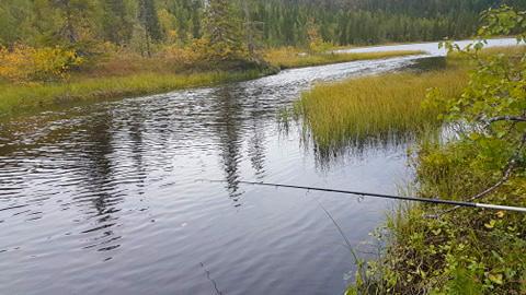 snåsa grisbakkhytta til Snåsa fjellstyre høst visit innherred (8)