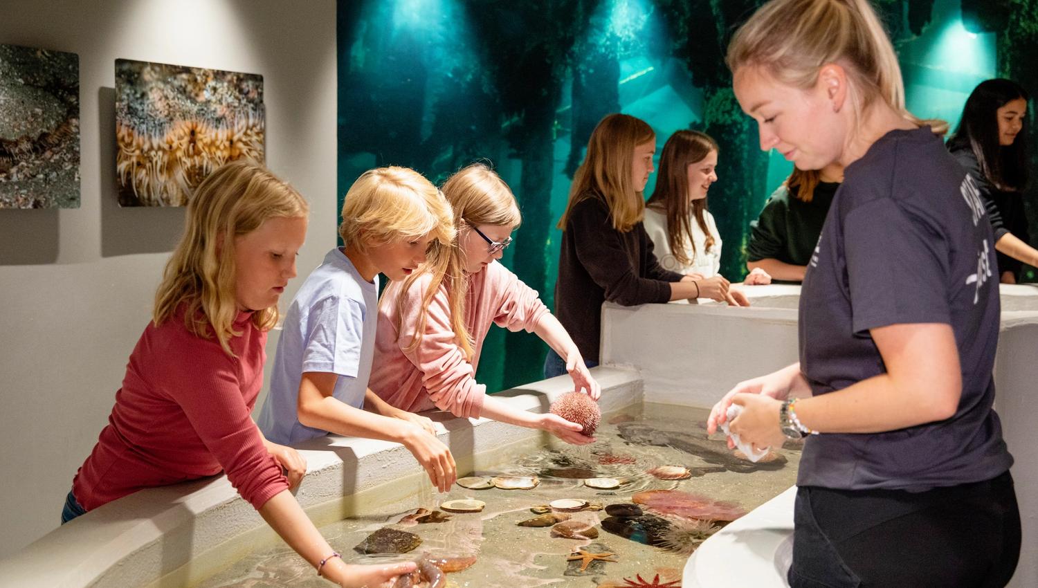 Kjenn på dyra i havet og lær hvordan de lever
