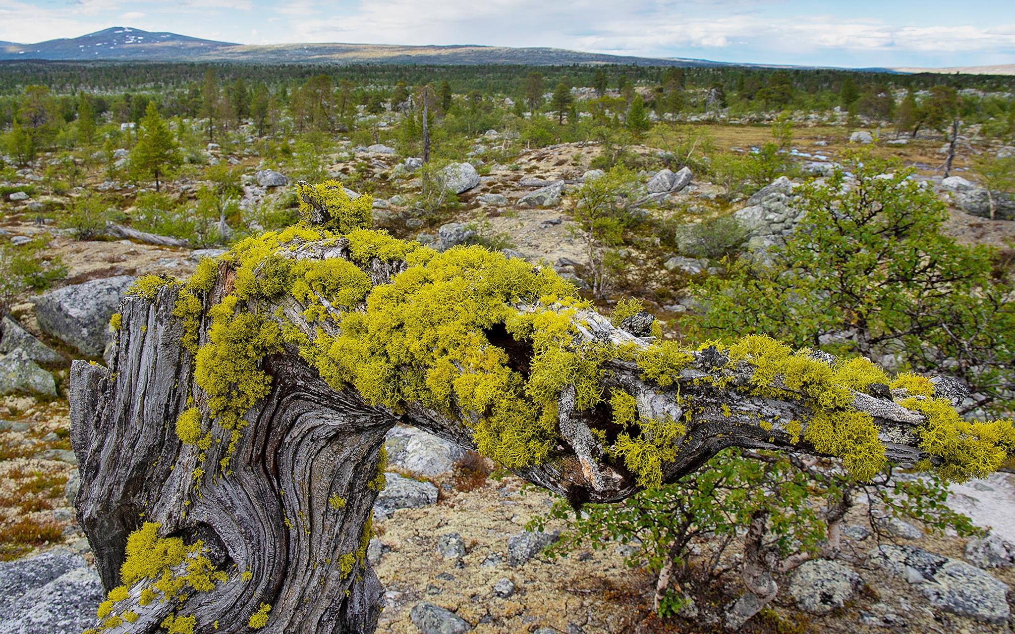 Femundsmarka National Park