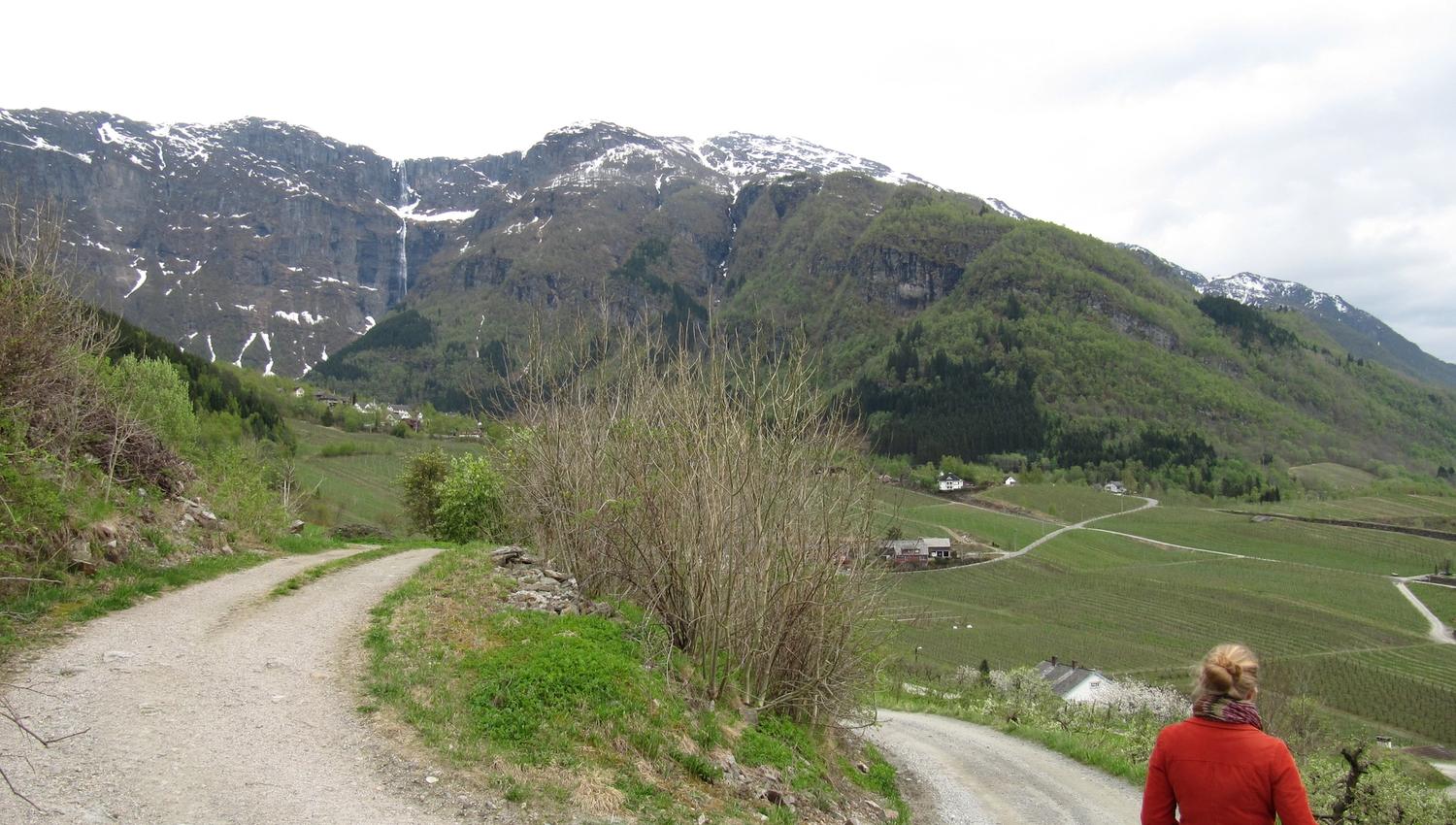 Fruktstien i Hardanger med utsikt mot dalen, gardane og fossane.