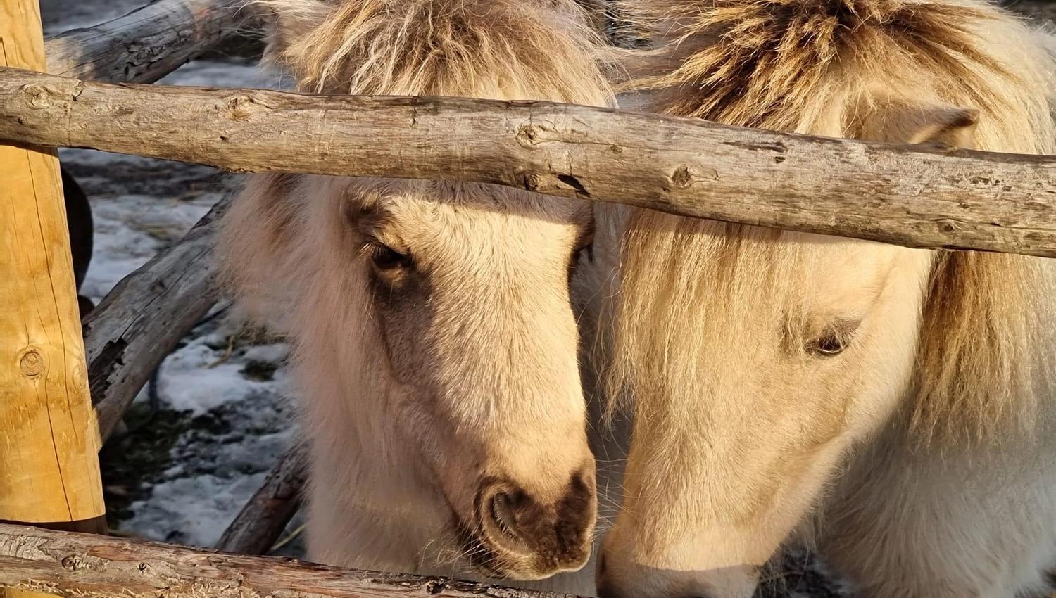Two horses