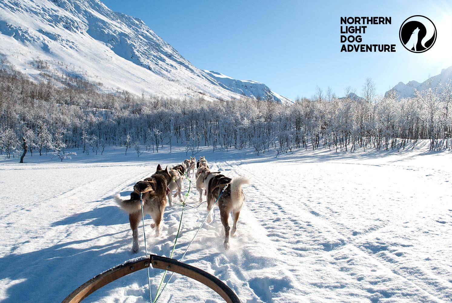 Hundene drar på hundesleden