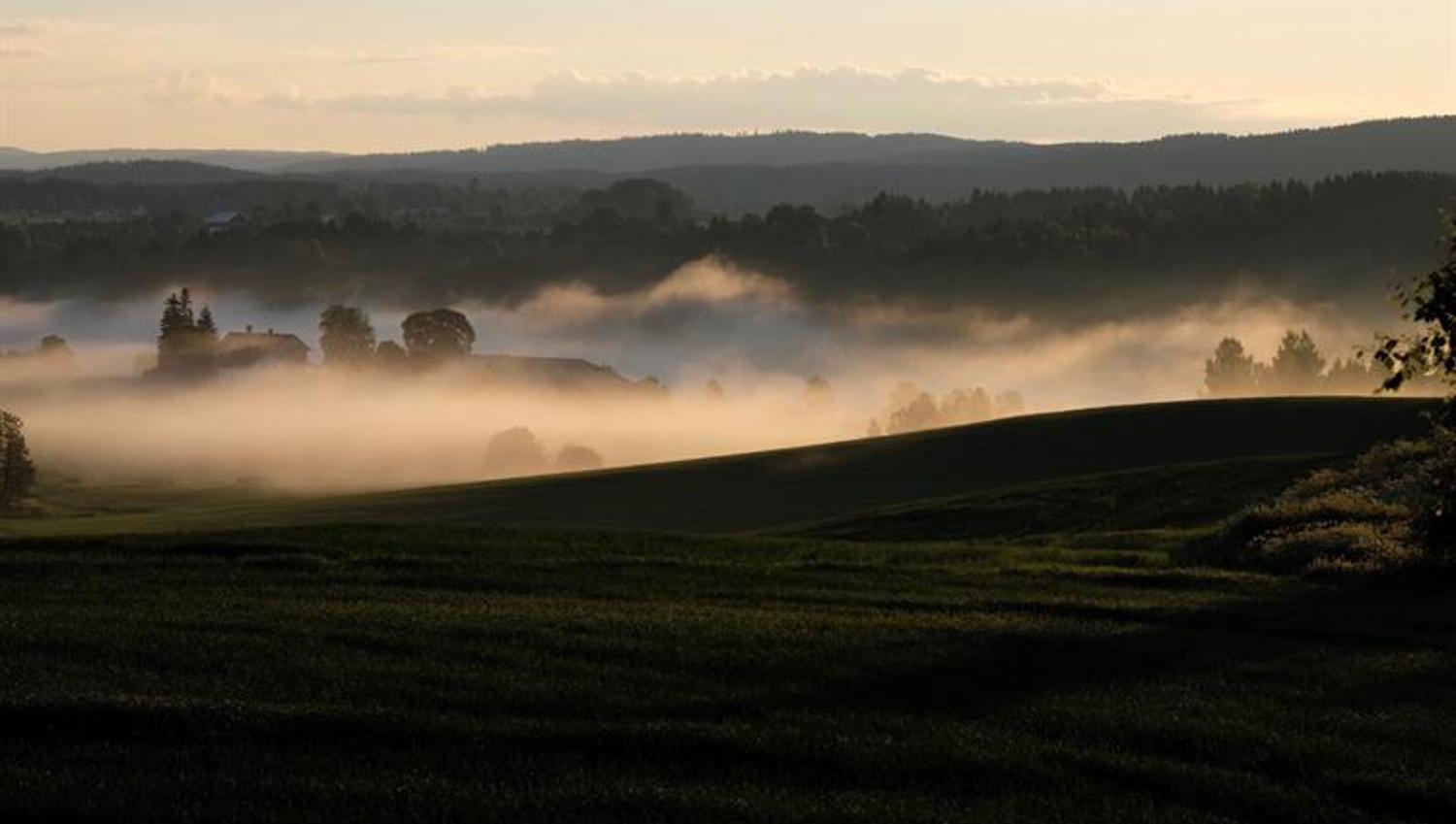 fog on fields