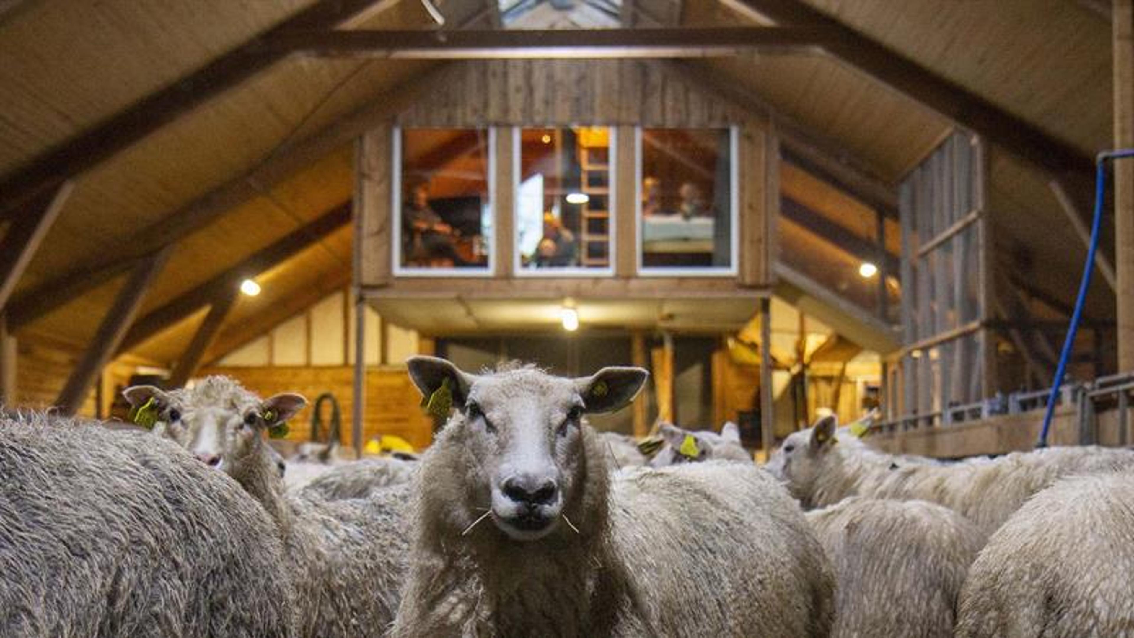Scheunenwohnung auf der Hammer-Farm