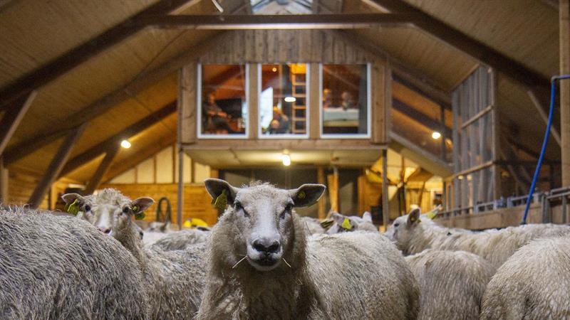 Sheep barn Apartment at Hammer Farm