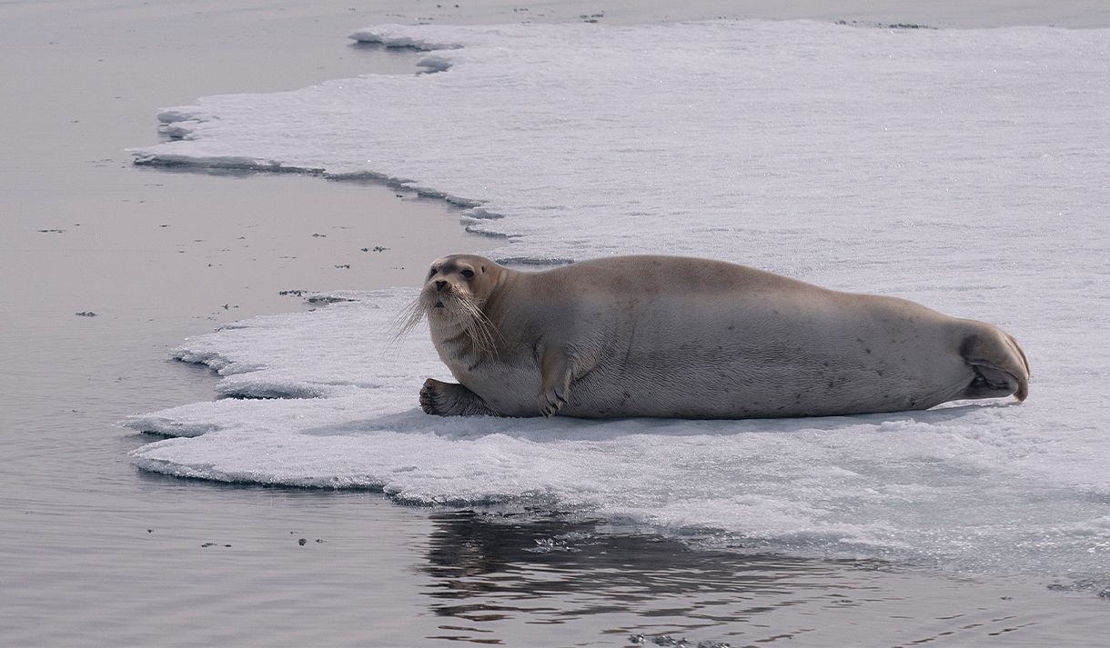 A seal relaxing on the edge of a sheet of ice in a fjord
