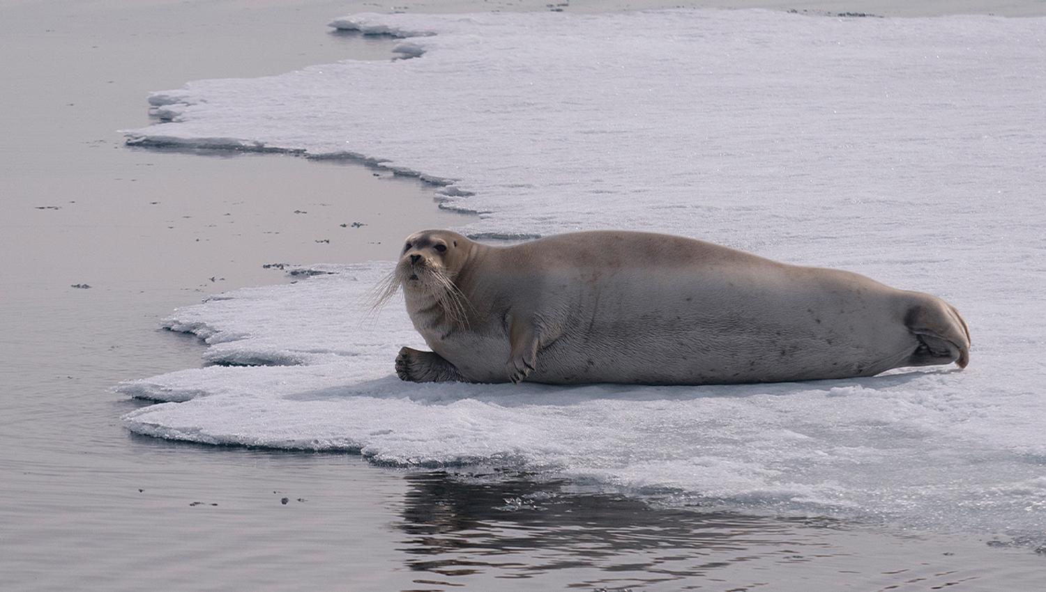 A seal relaxing on the edge of a sheet of ice in a fjord